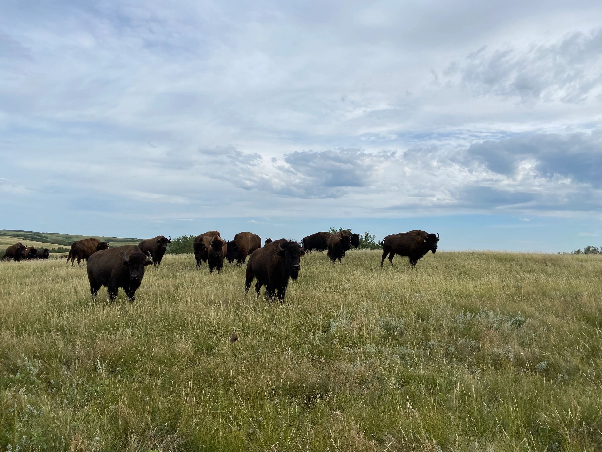 Bison herd grazing on a serene Canadian prairie landscape