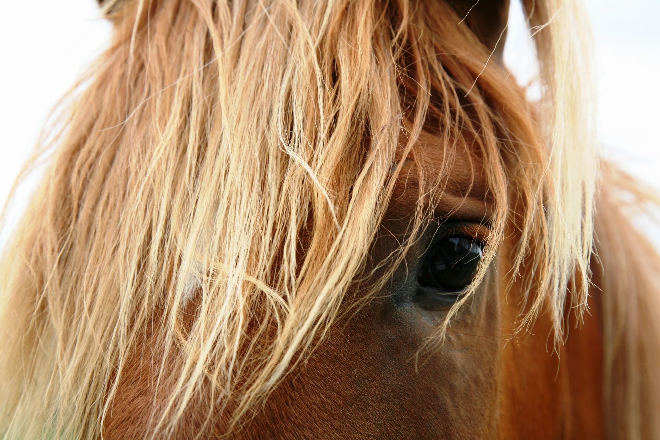 Close-up portrait of a horse with flowing mane